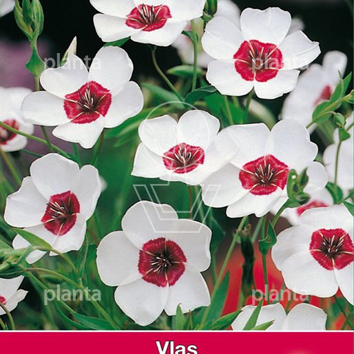 Linum Bright Eyes