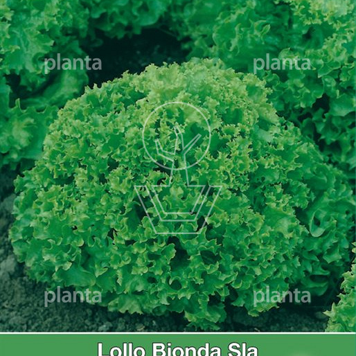 Lollo Bionda