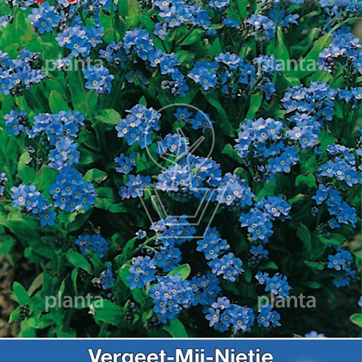 Myosotis sylvatica Indigo Compacta