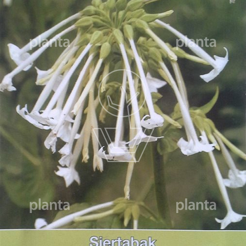 Nicotiana sylvestris