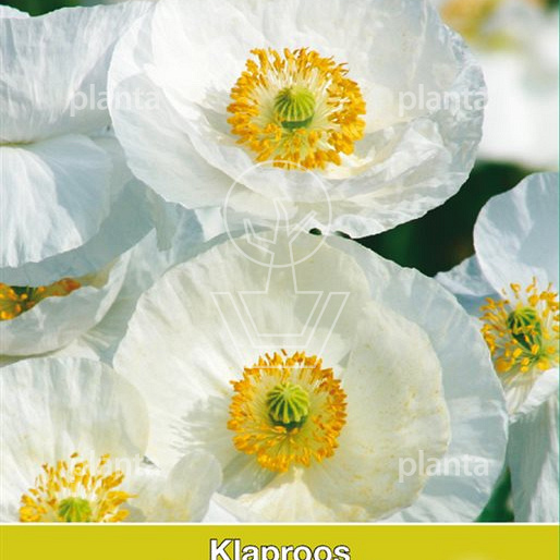 Papaver Bridal Silk