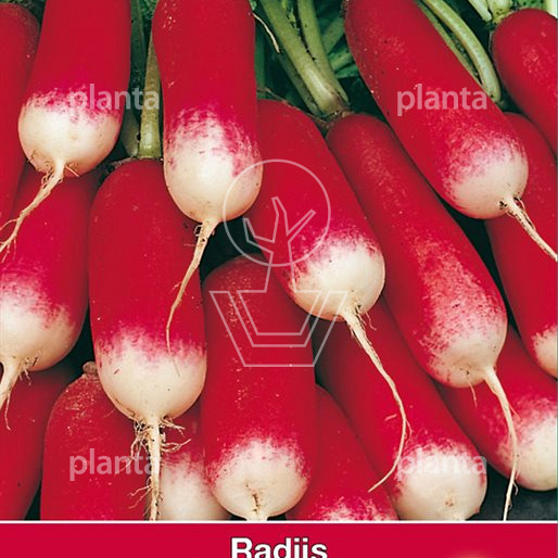 Radijs French Breakfast