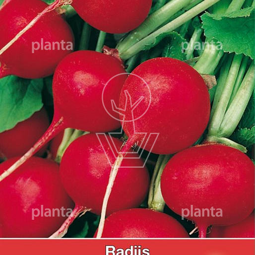 Radijs Saxa