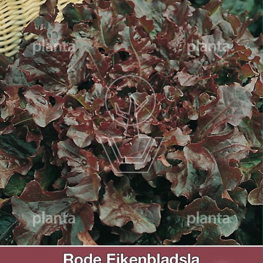 Rode Eikenbladsla