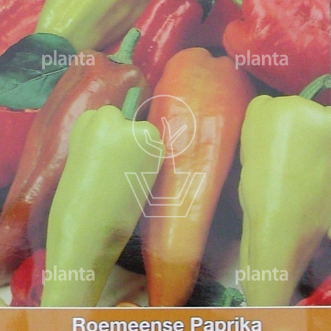 Roemeense Paprika Amy