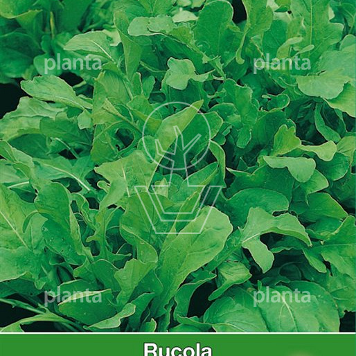 Rucola 
