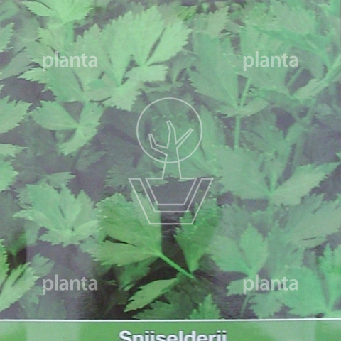 Selderij Gewone Snij