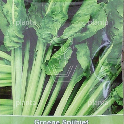 Snijbiet Gewone Groene