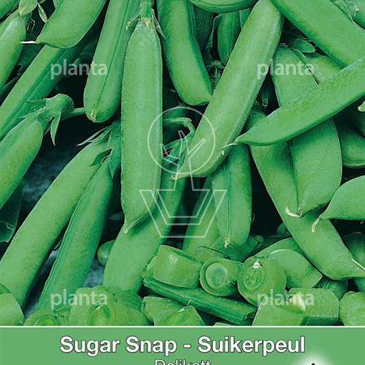 Suger Snap Delikett