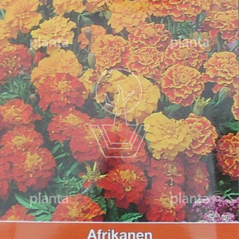 Tagetes patula nana Bonita