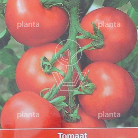 Tomaat Matina