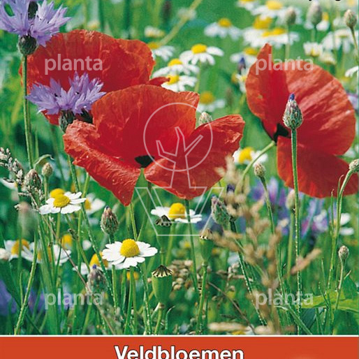 Veldbloemenmengsel