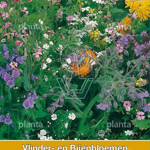 Vlinder en Bijenbloemen mengsel
