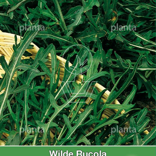 Wilde Rucola 