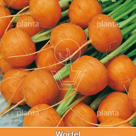 Wortel Parijse Markt