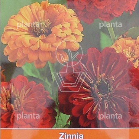 Zinnia elegans California Sun