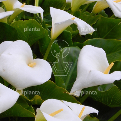 Zantedeschia aethiopica