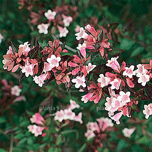 Abelia grandiflora
