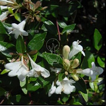 Abelia grandiflora 'Sherwood'