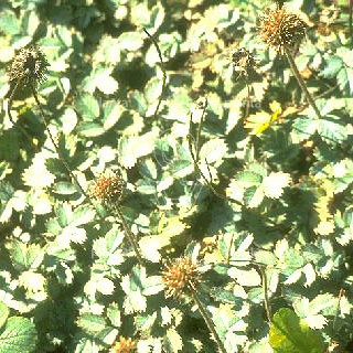 Acaena magellanica