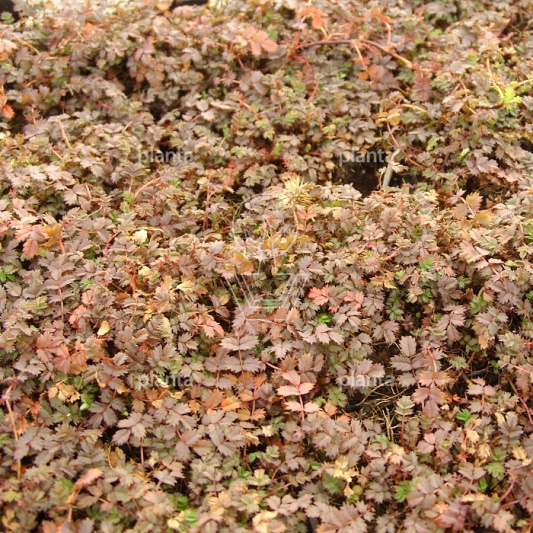 Acaena microphylla 'Kupferteppich'