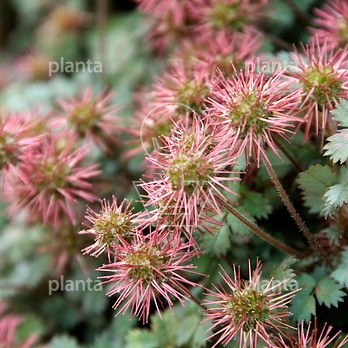 Acaena microphylla 'Kupferteppich'