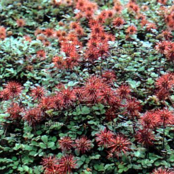 Acaena microphylla