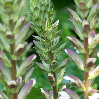 Acanthus mollis