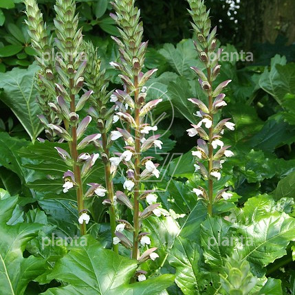 Acanthus mollis