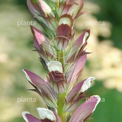Acanthus mollis