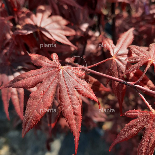 Acer palmatum 'Bloodgood'