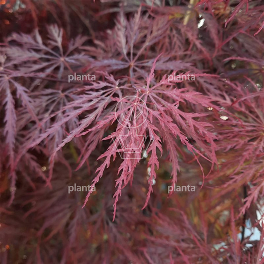 Acer palmatum 'Garnet'