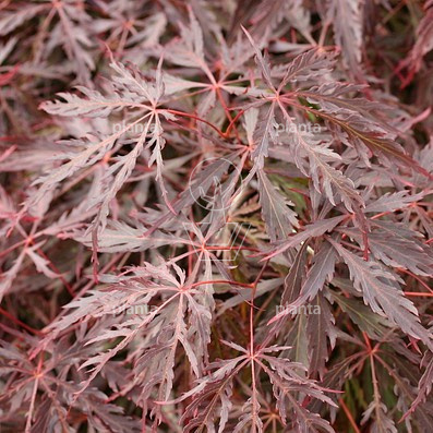 Acer palmatum 'Inaba-shidare'