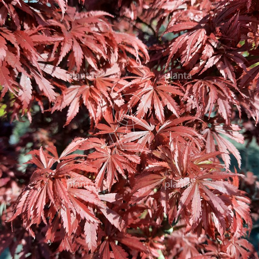 Acer palmatum 'Jerre Schwartz'