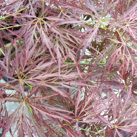Acer p. 'Ornatum'