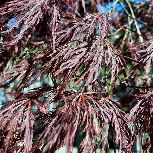 Acer p. 'Ornatum'