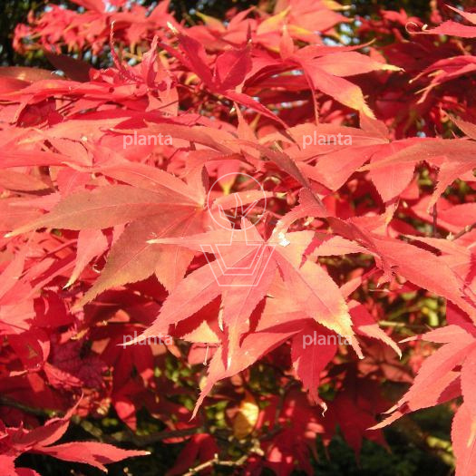 Acer palmatum 'Osakazuki'