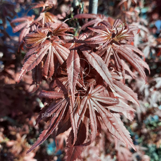 Acer palmatum 'Skeeter's Broom'