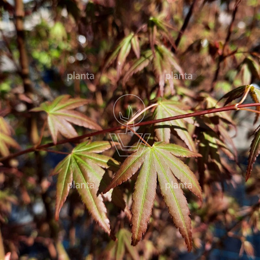 Acer palmatum