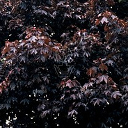 Acer platanoides 'Royal Red'