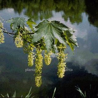 Acer pseudoplatanus