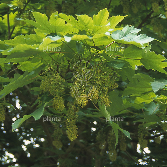 Acer pseudoplatanus