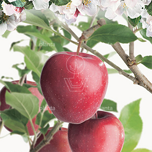 Malus domestica 'Gloster'