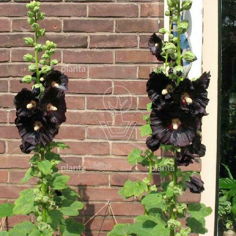 Alcea rosea 'Nigra'