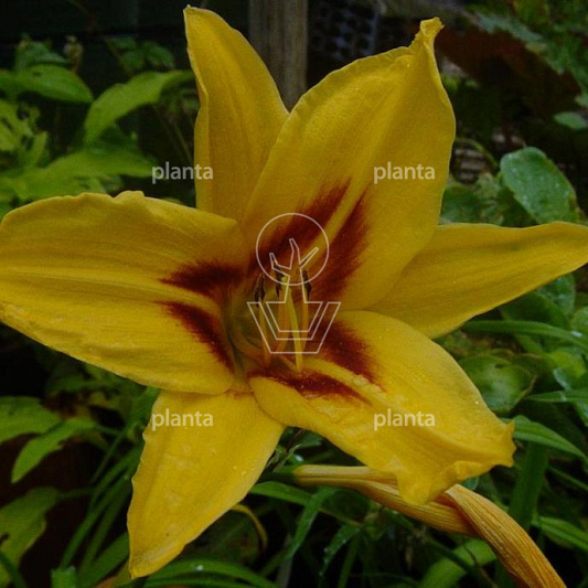 Hemerocallis 'Bonanza'