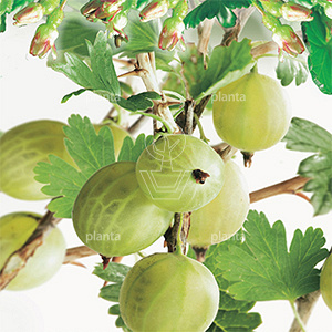 Ribes uva-crispa 'HinnonmÃ¤ki GrÃ¶n'