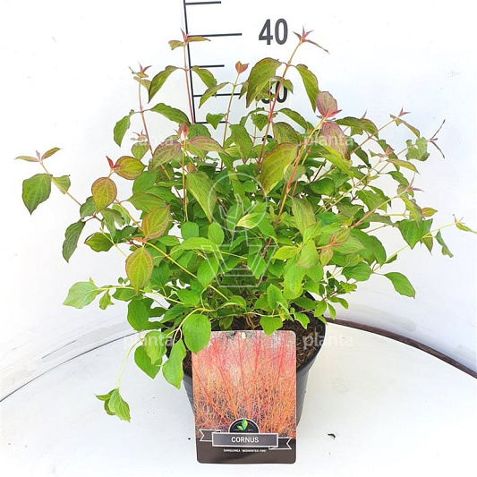 Pot 10 liter