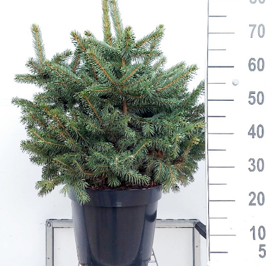 80 tot 100 cm hoog, pot 15 liter