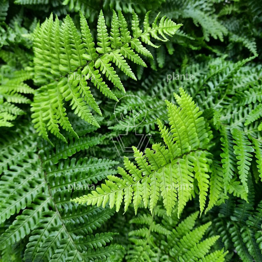 Dryopteris affinis 'Crispa'