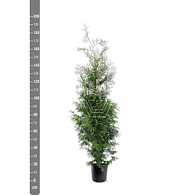 amazon weihnachtsstern led LED Weihnachtsstern 3D Ø 56 cm / Stern mit 18 Zacken und Timer /  Weihnachtsdeko/LED Stern für stimmungsvolle Atmosphäre / 4,5-V-Außentrafo /  Wanddeko